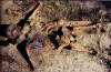 Boat docks of Herculaneum
